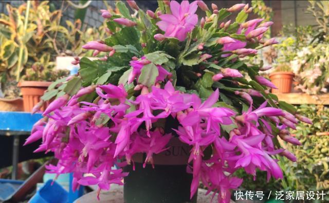 蟹爪兰想四季开花？1个“小开关”要知道，打开不分季节花开不停