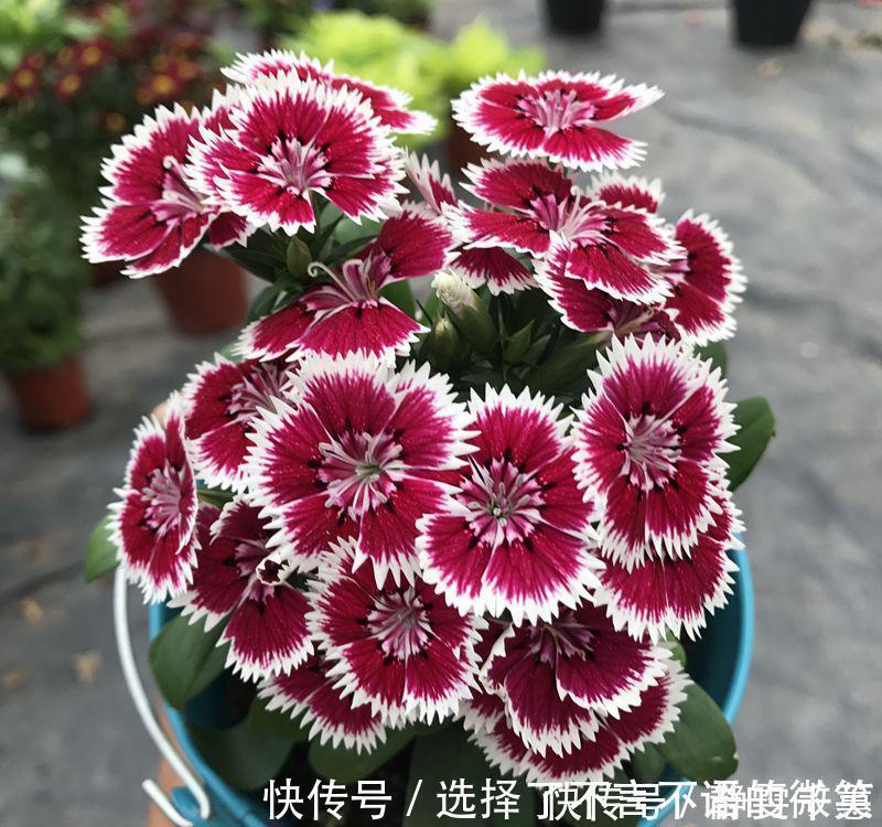 石竹花|7种“省心花”,耐阴、耐旱,不招虫、生病少,还特爱开花