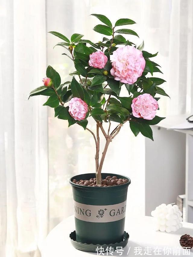 富贵竹|这六种花,个个都爱“喝醋”,隔几天喝一点,嫩叶蹭蹭长不停