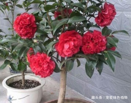 厨房里的“它”，兑水搅一搅，就是“万能生长肥”，养啥旺啥！