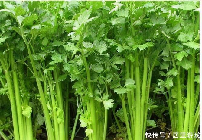 滋阴|冬天聪明女性都爱吃3种食物,滋阴润燥,护肤养颜,改善睡眠质量