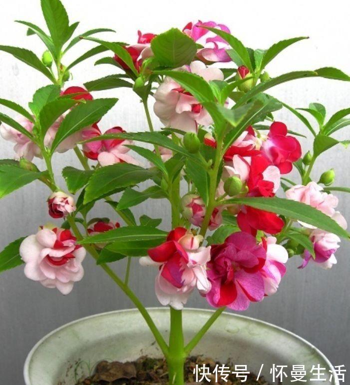 浇灌|5种漂亮花,好养易活,花开不断,枝头窜满花苞,美