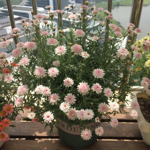 土培|老花农都喜欢的5种“福气花”，开花美好养护，新手也能驾驭