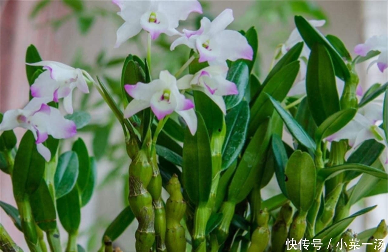 糖尿病患者|糖尿病患者的福音:常吃这几种食物,血糖降下,慢慢逼走糖尿病