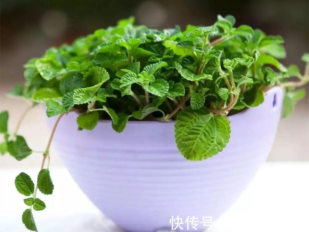 人养花，花亦养人！这八种“能养人”的健康花，建议至少养一种