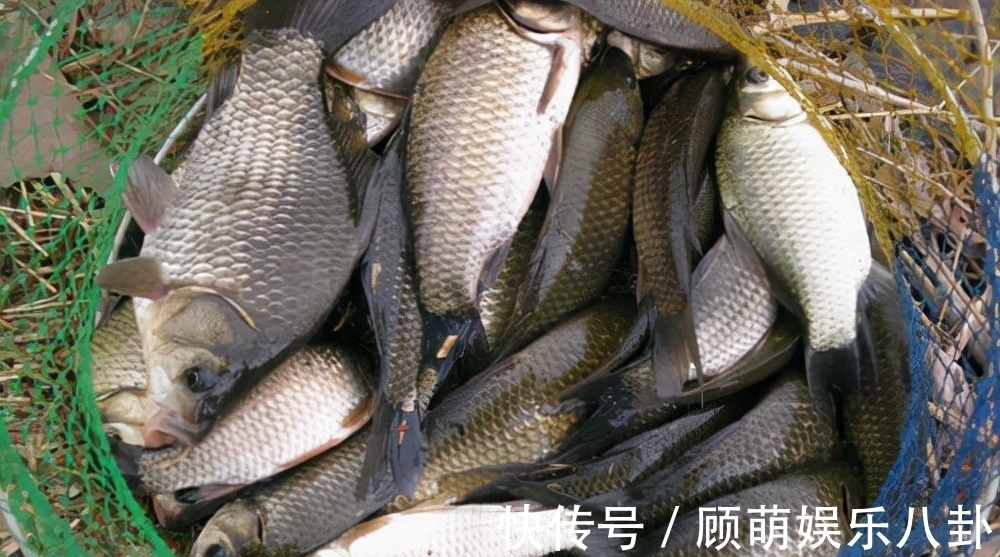 阴天|冬天遇到了这两种天气,请假也要去钓鱼,因为大板鲫真的很多