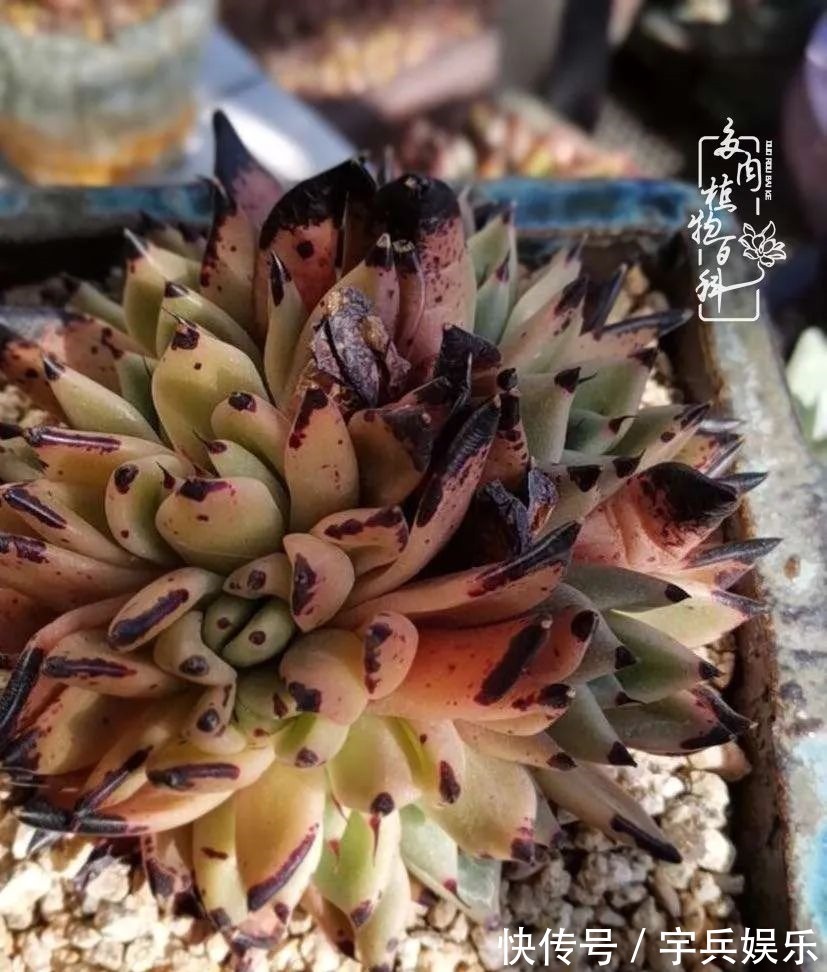 多肉植物|养多肉三年多九万里悟道，终归诗酒田园！