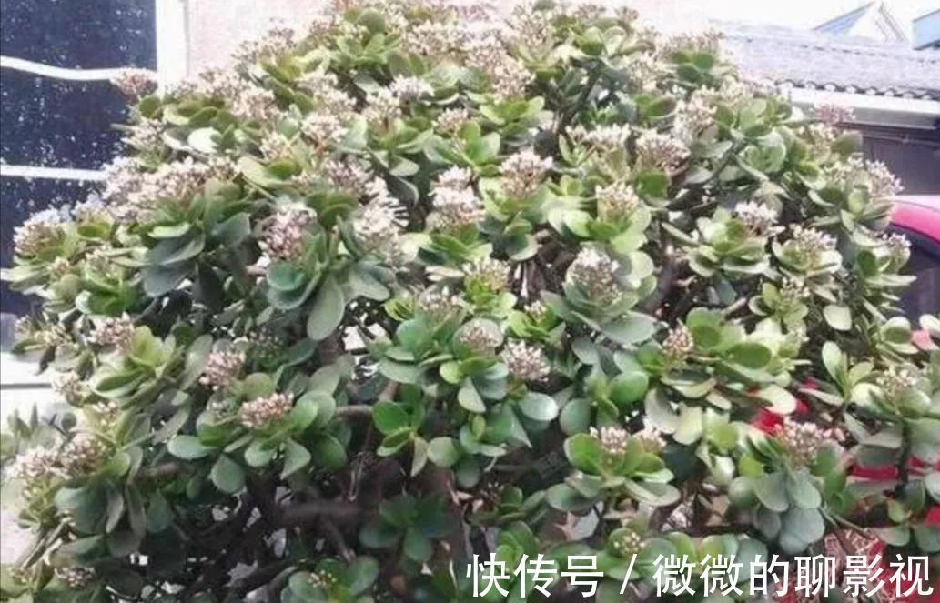 玉树开花很美，怎样才能让它开花