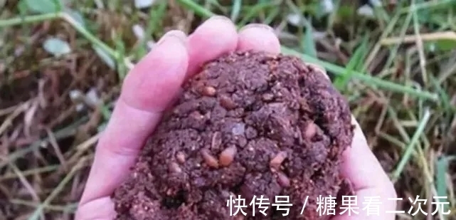 垂钓界的独家秘方,仅有钓鱼大神掌握,中鱼多是有缘由的