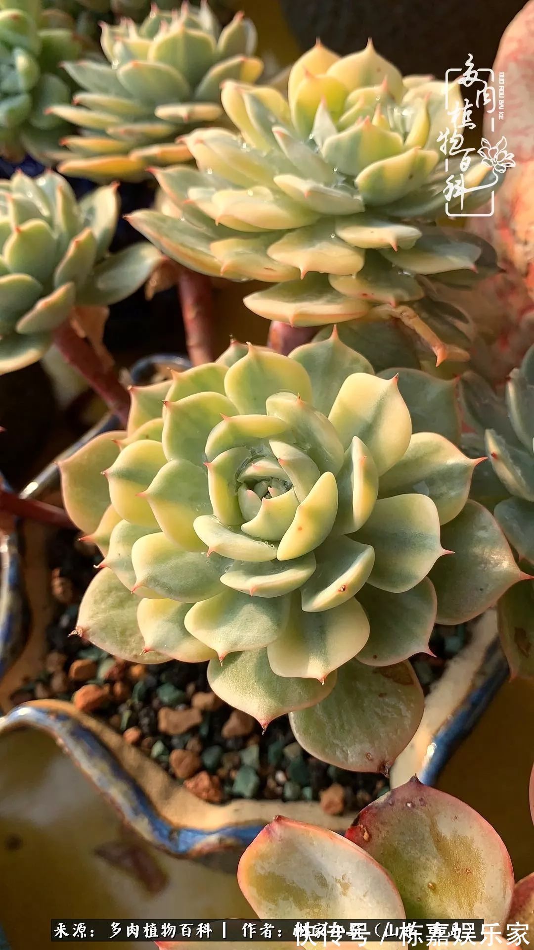 大棚|多肉住进暖棚,坦然越冬,放肆浇水,这个冬天有点甜!