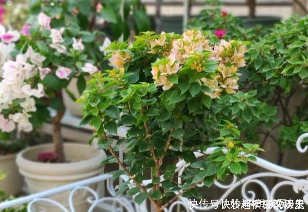 45种三角梅品种,红、橙、黄、绿、白、紫,每一种都很好看!