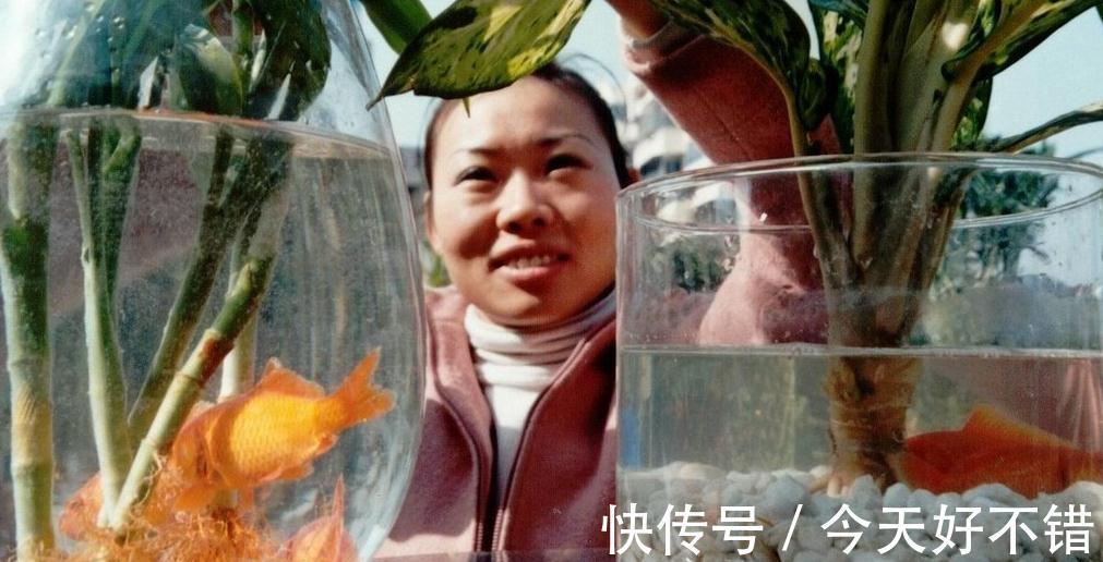 水培富贵竹叶子发黄,啥情况,可能是你不懂得以下几点知识