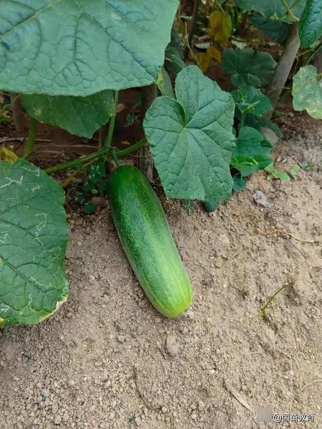 孩子|暑假过半，孩子不做作业不爱学习，家长可以这样做