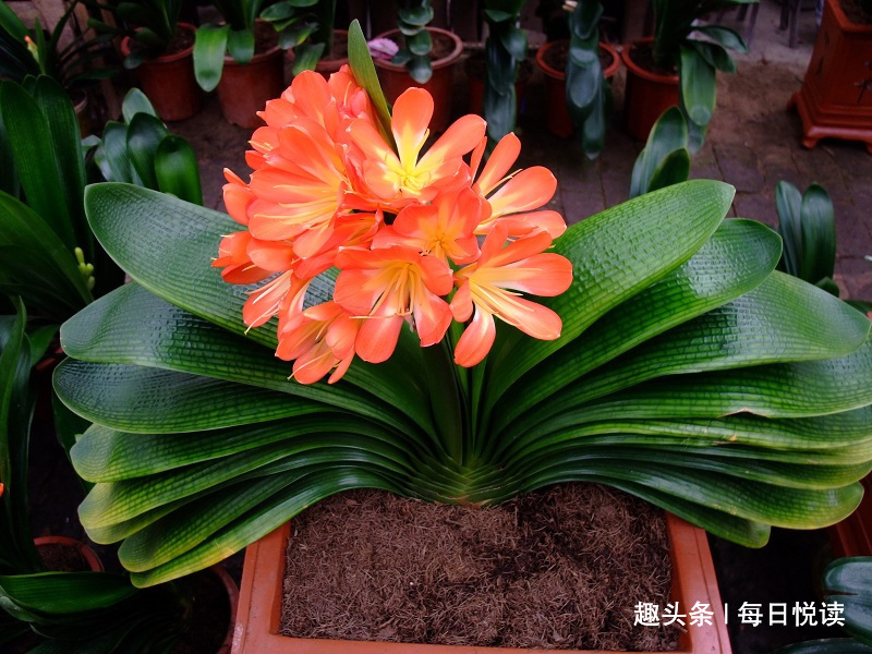 盆底埋点“它”，绿萝、君子兰疯长如“杂草”，叶大如掌，开花爆