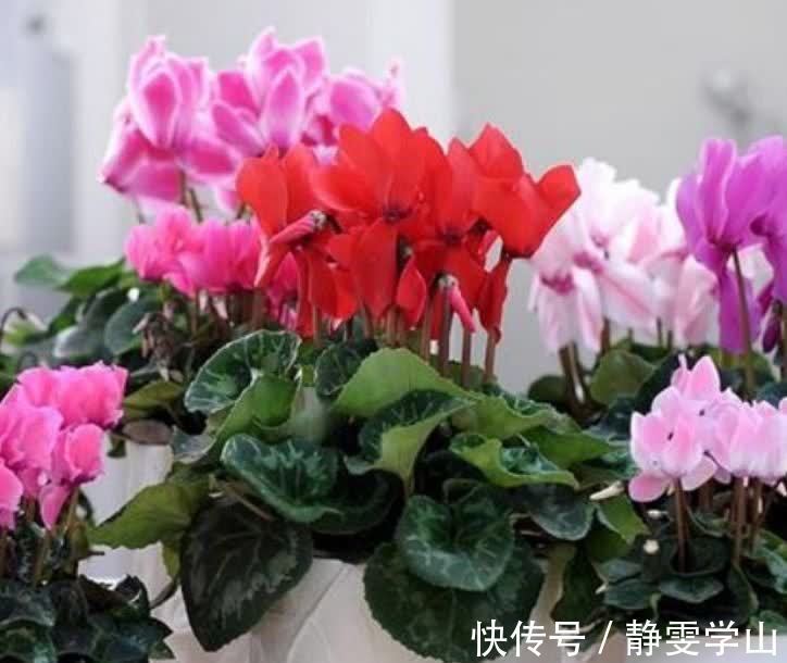 养花就养5种花，好养易活花量大，空气清香去异味，漂亮好养