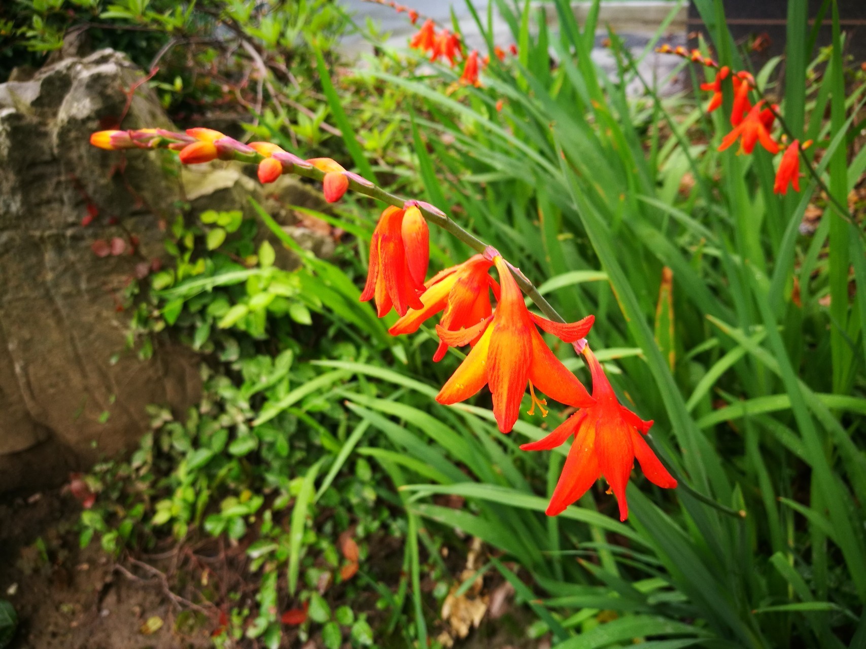 此花靓丽的颜色，就像是一个热情似火的姑娘，一直对你放着电眼