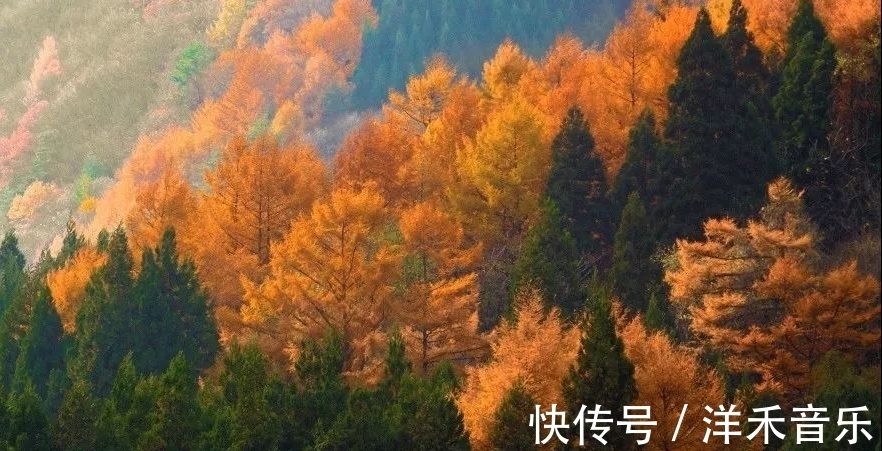 春朝|秋气盈胸志存高,且看秋情不寂寥