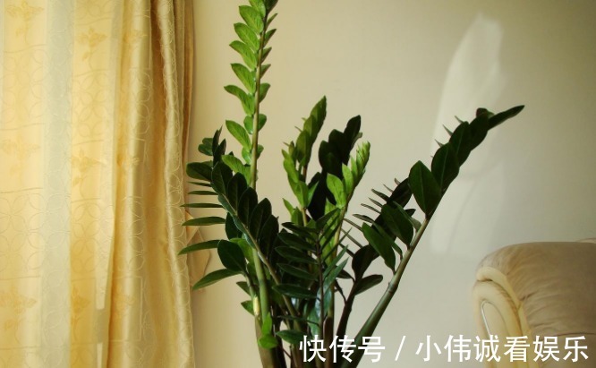 卧室|卧室养花不能随便!以下这三种花,不仅有助睡眠还好养