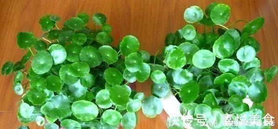 植物|想要短时间养出“爆盆花”，这几个品种最合适，一株就能呼呼长！