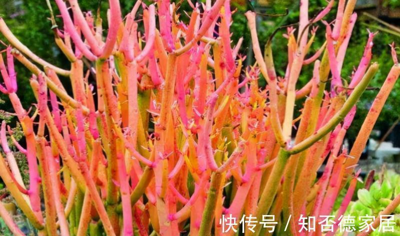 朝向|秋季养殖多肉,不管也能上色出状态?错,做好这些才行