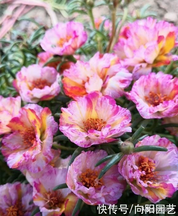 初春播种太阳花 花土选对了 罩上保鲜膜 种子萌发几率更高 快资讯