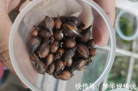 夏天|夏天疯狂开花的酢浆草，价格很便宜，买几个，埋到土里就开花