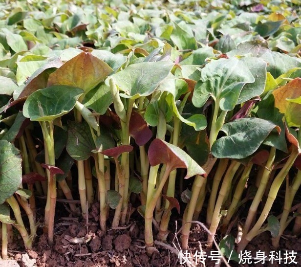 抑菌|女人最怕妇科炎症,3种食物尽量多吃,排毒抑菌,保养好子宫