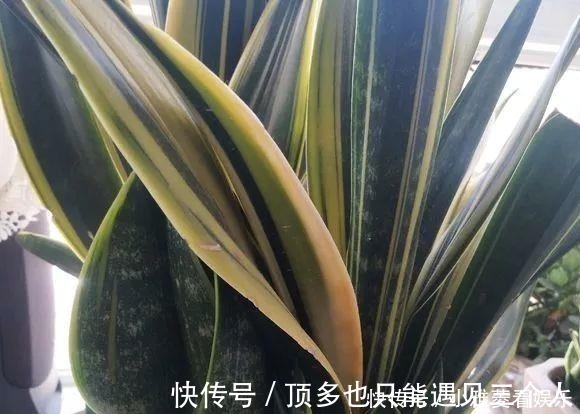 阿司匹林|家里“过期”小药片，养花是个宝，丢在盆里，比生根水还管用！