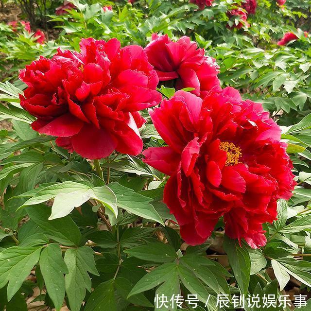 7种“富贵花”,客厅养一盆很合适,越养越值钱,能活一百年