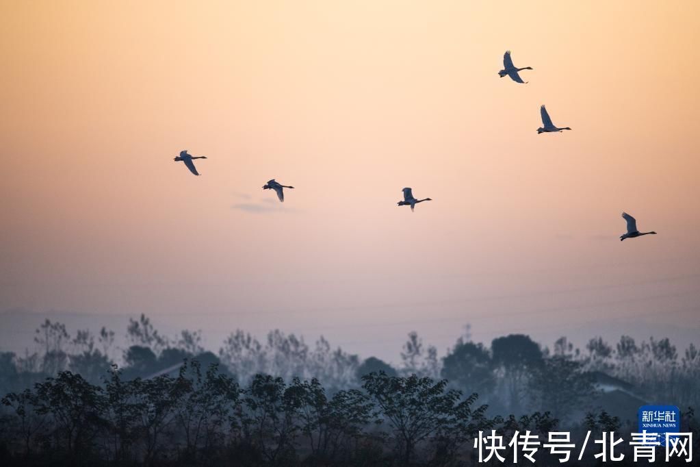 飞翔|洞庭“天鹅舞”