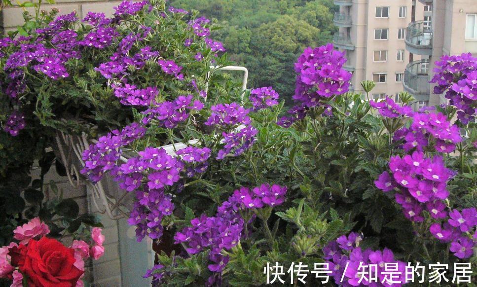 这些花儿,种着种着就变成瀑布了,很好种的哦