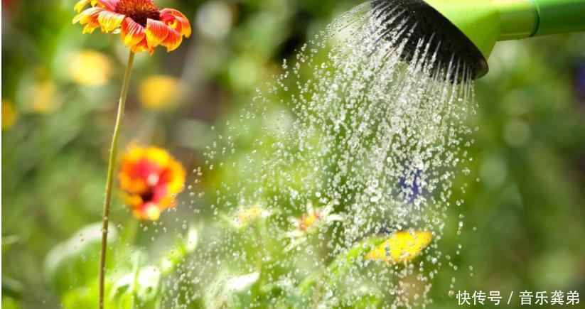 养花在这3个方面“不懂装懂”，将会吃大亏