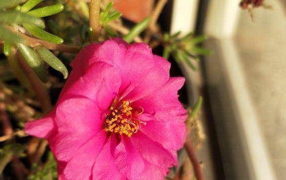 最好养的4种花,掐根枝条就能活,你养不活的话只能说你不会养