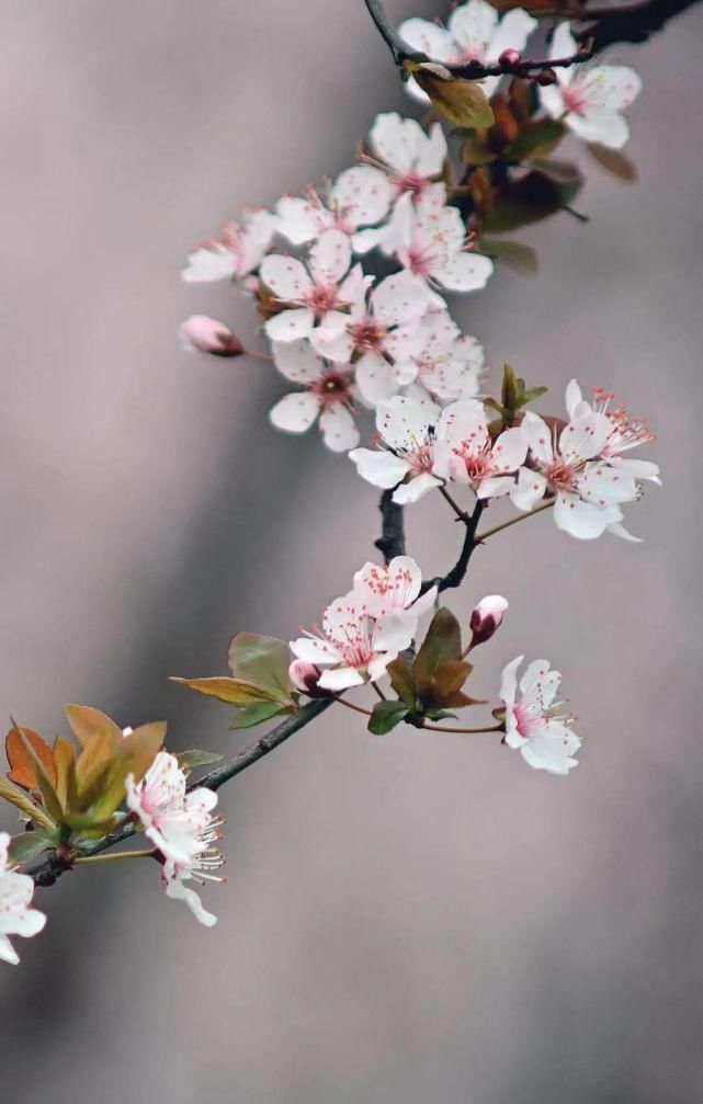 春日暖阳，綦江花花花花花来了...