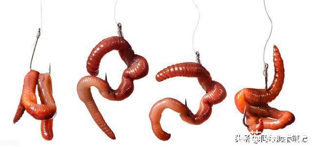 七岁小孩琢磨出的蚯蚓钓鱼绝招,竿竿中大鱼,湖边大人纷纷效仿