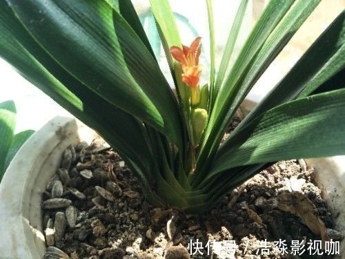 盆栽|“懒养”君子兰，一年不施肥，叶片油亮，花朵娇艳，花开四季不断