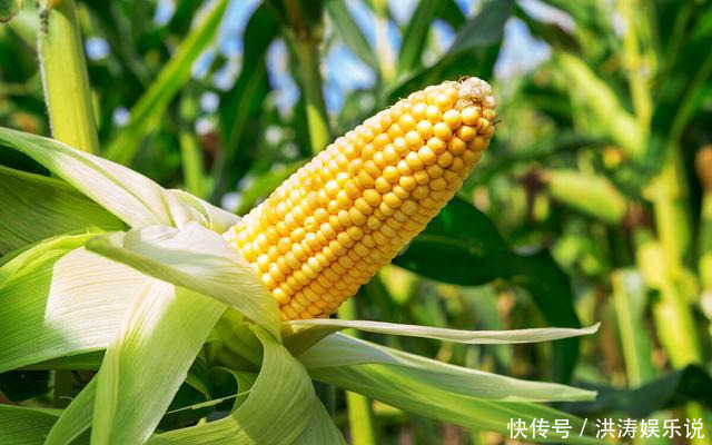 实用|8月趁鲜玉米便宜多囤点!教你个保鲜方法,放1年也鲜嫩,很实用