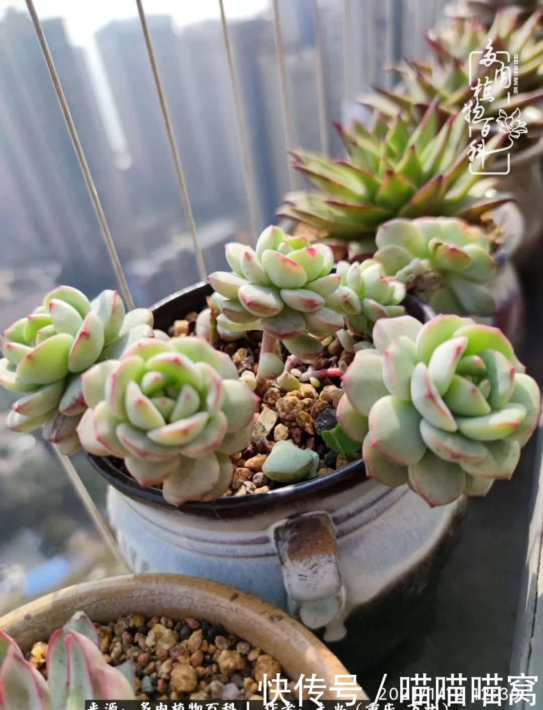 养肉多年,从未出坑过!养多肉是我最喜欢最坚持的爱好!