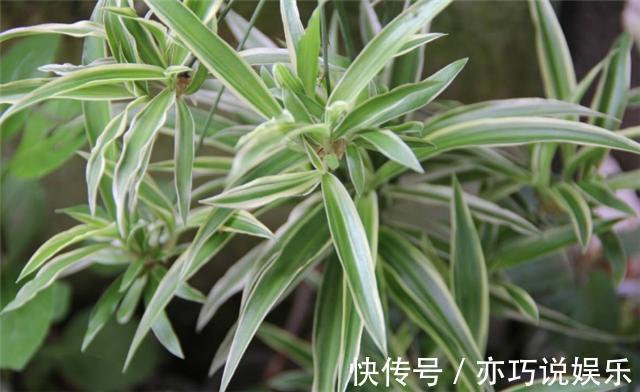 啤酒|啤酒养花的妙用，啤酒浇吊兰，吊兰长得绿油油！