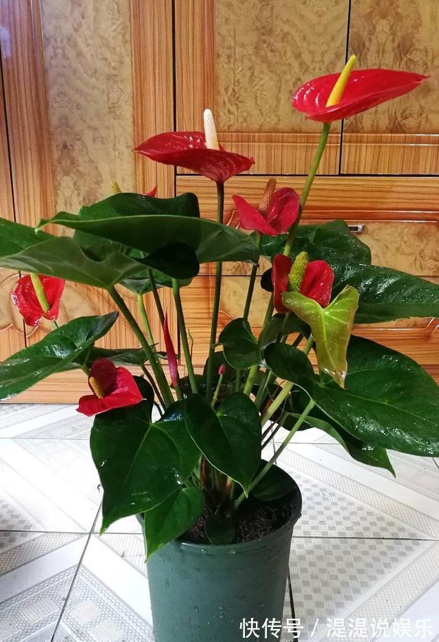 红掌|养红掌，3点“小技巧”，拒绝黄叶烂叶，花儿红彤彤，四季花不断