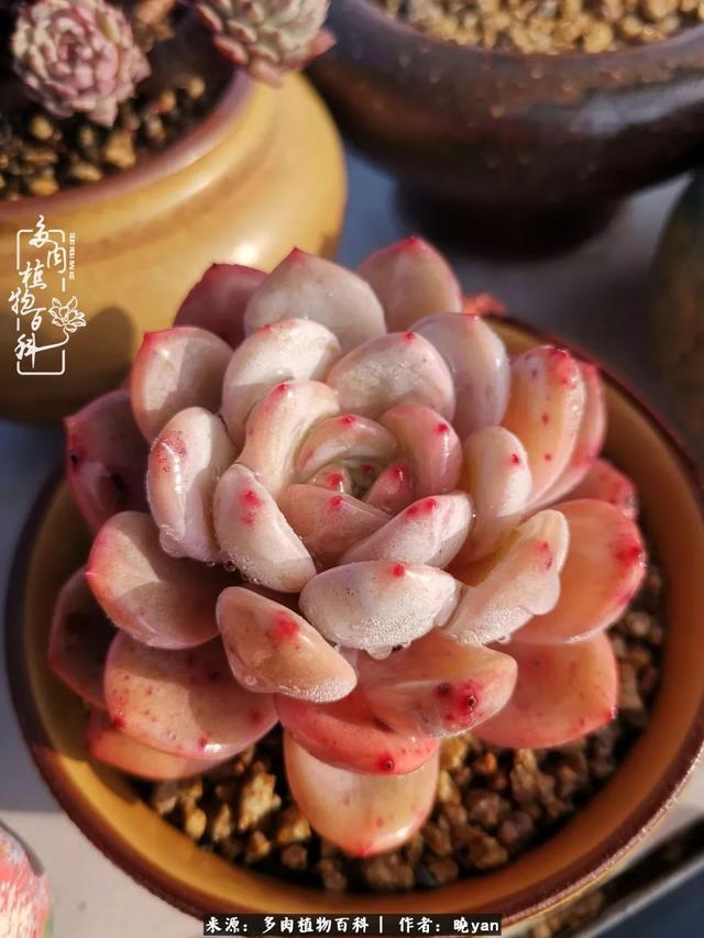 养多肉近四年，一路的走来，阳光总在风雨后！