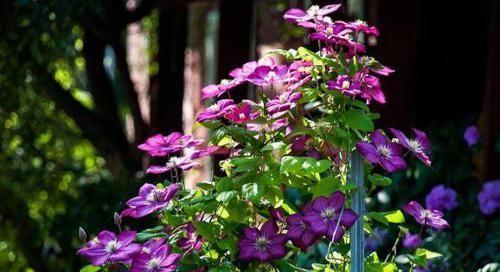 用20年的养花经验告诉你：做到此5点，盆栽植物再不会出问题