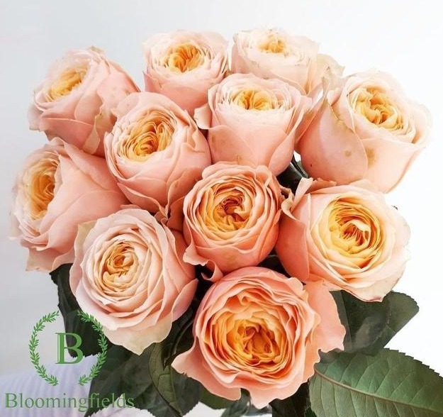 分枝|月季寿命有多少年养的时间越久长的越差,开花又少又小怎么办