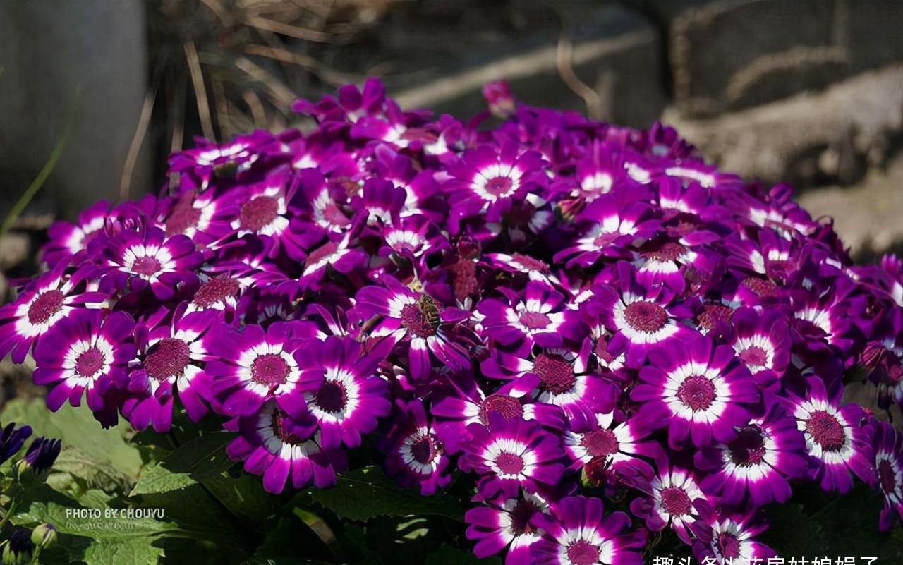 小丽花|12月了,家里养这些“年宵花”,株型美观、花色艳丽,还十分喜庆