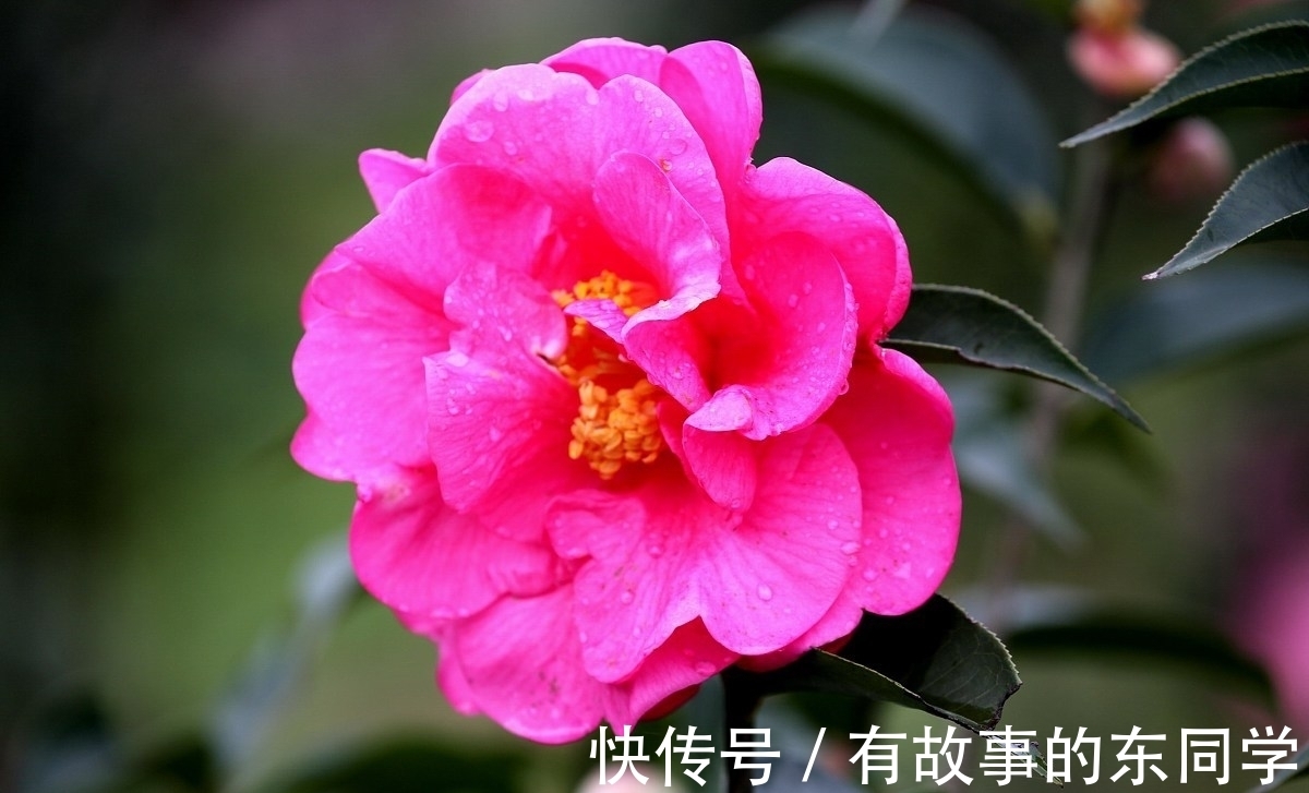 养护|八月养茶花,学会正确养护方法,冬季开花又多又鲜艳