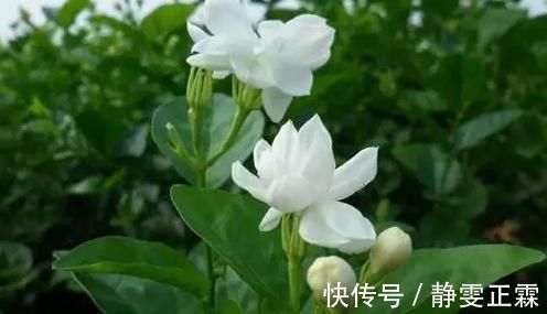 打蕾|养花却不开花？学会这一招，立马开花爆盆给你看！