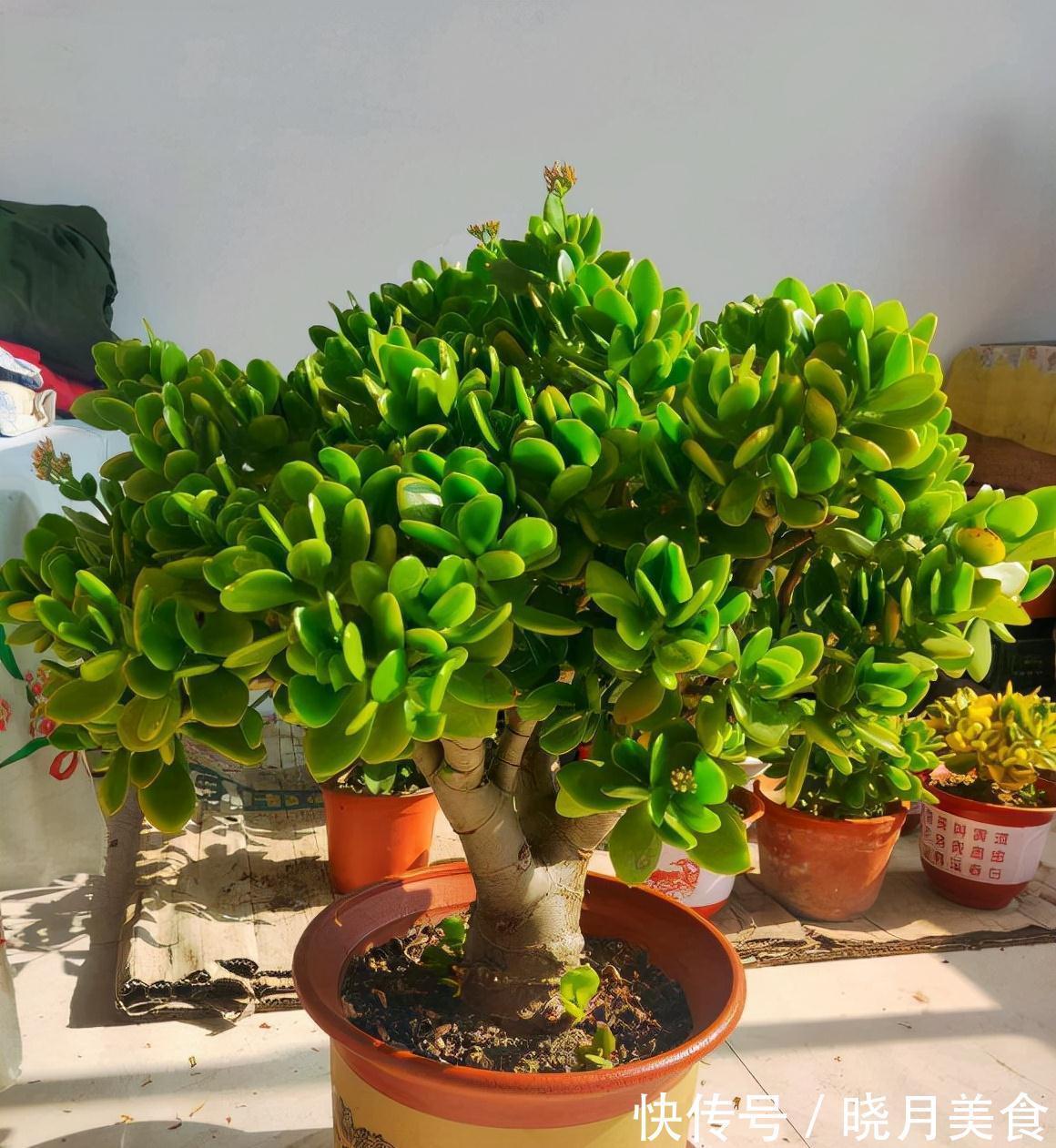 龟背竹|5种“大盆花”适合养客厅,旺家有格调,吉祥好养,易成“老桩”