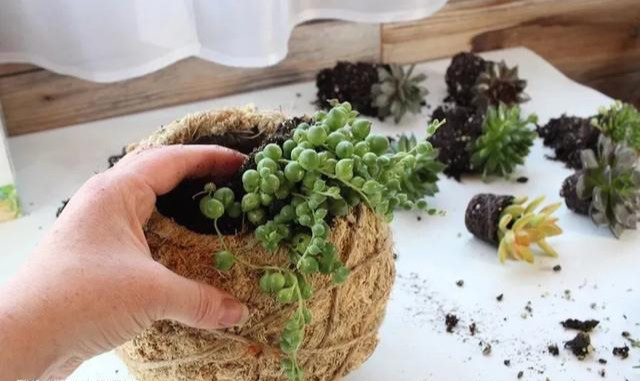室内绿植种花不用盆，揉一个小球吊起来就让家里美翻