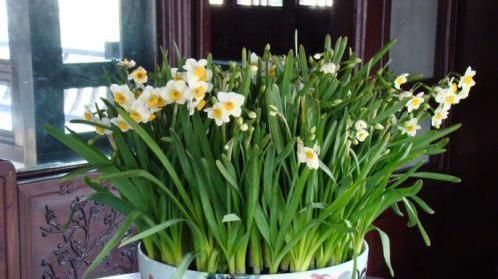 水仙花|养花要“留心”,这4种花万万别养,个个是“毒花”,白送也别要