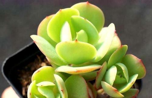 养多肉碧桃,不能宠着它,加点老树皮,养出果冻色